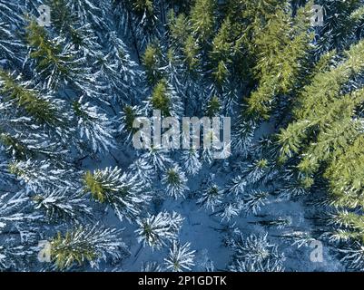 Snow covers a forest of Douglas fir trees in Oregon. This part of the Pacific Northwest is known for its vast natural resources, especially forests. Stock Photo