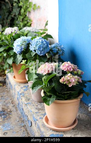 Beautiful blooming hortensia plants in pots outdoors Stock Photo