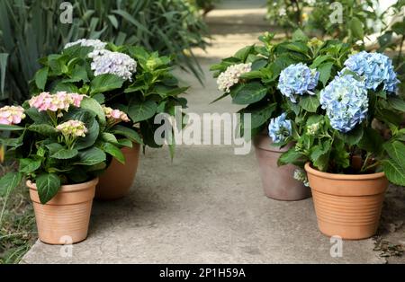 Beautiful blooming hortensia plants in pots outdoors Stock Photo