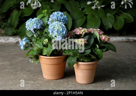 Beautiful blooming hortensia plants in pots outdoors Stock Photo