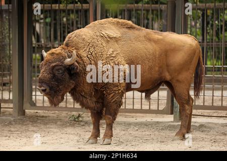 American bison in zoo enclosure. Wild animal Stock Photo