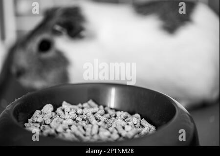 View of Guinea pig eating condensed fiber pellets from a food tray Stock Photo ...