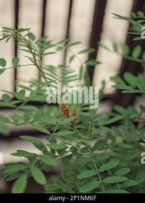 Nature background . Indigofera tinctoria, also called true indigo, is a species of plant from the bean family that was one of the original sources of Stock Photo
