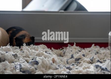 Shredded paper for guinea pig outlet bedding