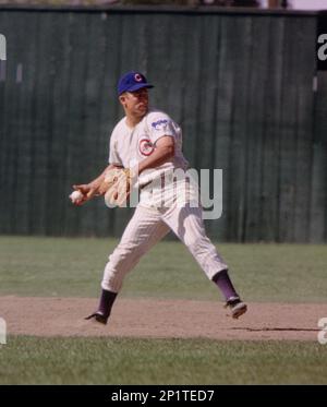 Chicago cubs Ron Santo in batting cage at teams spring training camp at  Mesa, Ariz on Feb. 28, 1964. Catcher is Jimmy Schaffer. (AP Photo/HF Stock  Photo - Alamy