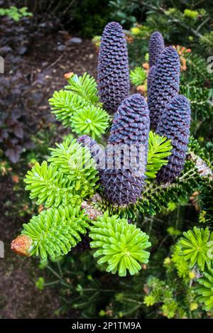 Delavays Fir Tree and Cones in Roath Park Stock Photo