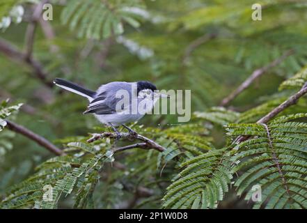 Tropical gnatcatcher (Polioptila plumbea superciliaris), adult male, sitting on a branch, Canopy Lodge, Panama Stock Photo