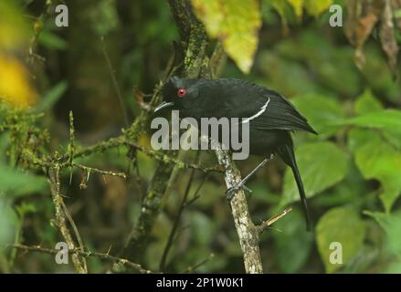 White-shouldered Fire-eye, White-shouldered Fire-eye, Animals, Birds, White-shouldered Fire-eye (Pyriglena leucoptera) adult male, perched on twig Stock Photo