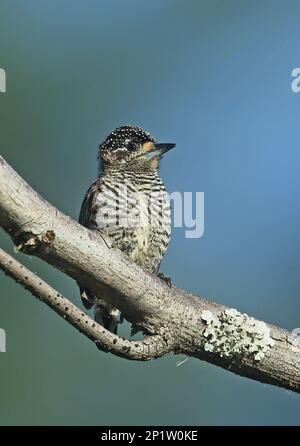 White-banded Pygmy Woodpecker (Picumnus cirratus cirratus), adult female, sitting on a branch, Atlantic Rainforest, Reserva Ecologica de Guapi Assu Stock Photo