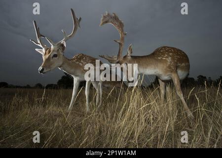 Fallow Deer (Dama dama) three bucks, standing in meadow on overcast day, Suffolk, England, United Kingdom Stock Photo