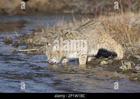 Bobcat (Lynx rufus) adult, drinking, standing on riverbank, Montana, U. S. A. February (in captivity) Stock Photo