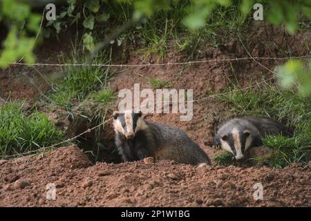 Eurasian Badger (Meles meles) two adults, standing at sett entrance beside barbed wire fence, Staffordshire, England, United Kingdom Stock Photo