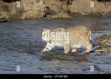 Bobcat (Lynx rufus) adult, on foot in river, Montana, U. S. A. February (in captivity) Stock Photo