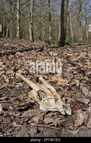 Chinese Muntjac (Muntiacus reevesi) introduced species, skull, adult male, amongst leaf litter on deciduous woodland floor, Vicarage Plantation Stock Photo