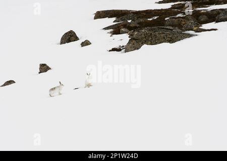 Mountain Hare (Lepus timidus) adult pair, in winter coat, standing on snow covered slope, Cairngorms National Park, Grampian Mountains, Highlands Stock Photo