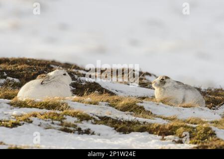 Mountain Hare (Lepus timidus) adult male and female, in winter coat, resting on snow covered hillside, Grampian Mountains, Highlands, Scotland Stock Photo
