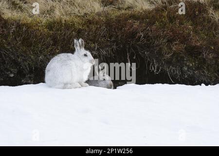 Mountain Hare (Lepus timidus) adult pair, in winter coat, sitting on snow at entrance to form in peat hag, Cairngorms National Park, Grampian Stock Photo