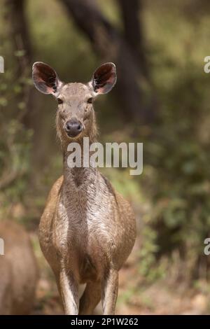 Sambar (Rusa unicolor) adult female, standing alert, Kanha N.P., Madhya Pradesh, India Stock Photo