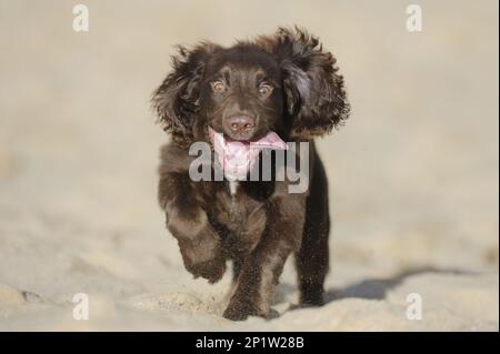 English Cocker Spaniel, English Cocker Spaniel, pedigree dogs, retrieving dogs, hunting dogs, domestic dogs, pets, pets, mammals, animals, Domestic Stock Photo