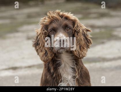 English Cocker Spaniel, pedigree dogs, hunting dogs, domestic dogs, pets, domestic animals, mammals, animals, Domestic Dog, English Cocker Spaniel Stock Photo