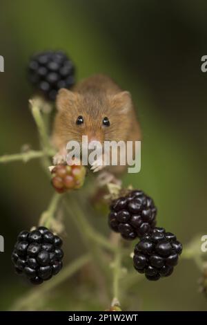 Dwarf Mouse, eurasian harvest mice (Micromys minutus), Mice, Mouse, Rodents, Mammals, Animals, Harvest Mouse adult, climbing amongst blackberries Stock Photo