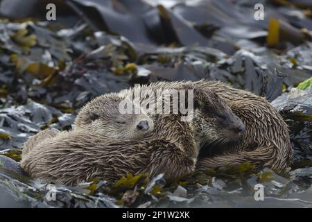 European Otter (Lutra lutra) adult female with cub, sleeping on seaweed covered rocks, Shetland Islands, Scotland, United Kingdom Stock Photo