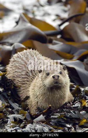 European Otter (Lutra lutra) adult female, resting on seaweed covered rocks, Shetland Islands, Scotland, United Kingdom Stock Photo