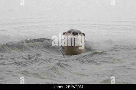 North American River Otter (Lontra canadensis) adult, swimming in river, Yellowstone N.P., Wyoming, U.S.A. Stock Photo