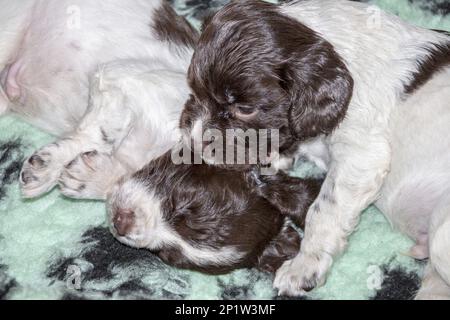 Pedigree dogs, retrievers, hunting dogs, domestic dogs, pets, mammals, animals, English Springer Spaniel puppies, 4 weeks old Stock Photo