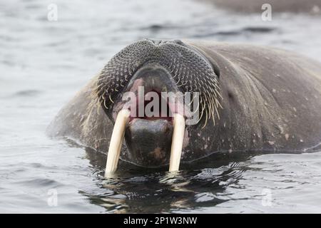 Atlantic Walrus (Odobenus rosmarus rosmarus) adult, close-up of head, yawning in water, Hinlopenstretet, Spitsbergen, Svalbard Stock Photo