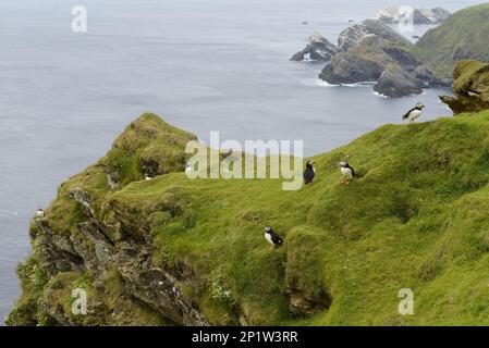 Atlantic Puffin (Fratercula arctica) adults, breeding plumage, group standing near nesting burrows on clifftop in coastal habitat, Hermaness National Stock Photo