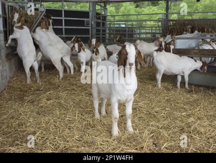 Domestic goat, foals, at 6 1/2 months and ready to be drawn for slaughter, herd standing on straw bedding in round pen, Stone, Staffordshire Stock Photo