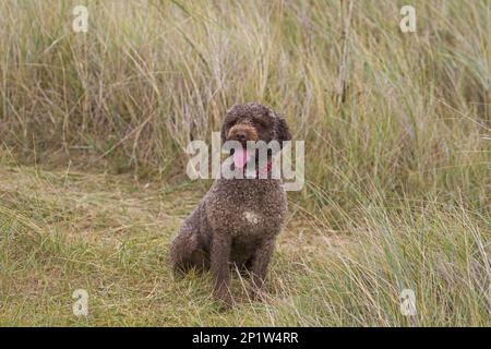 Domestic Dog, Perro de Agua Espanol, adult, sitting in sand dunes, panting, Norfolk, England, United Kingdom Stock Photo