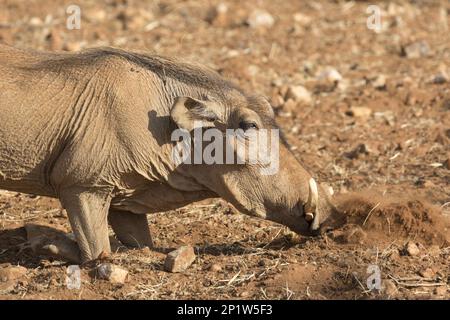 Desert Warthog (Phacochoerus aethiopicus) adult, kneeling and digging with snout in semi-desert dry savannah, Samburu National Reserve, Kenya Stock Photo