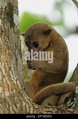 Kinkajou (Potos flavus megalotus) adult, licking front paws, sitting in crook of tree, Darien, Panama Stock Photo