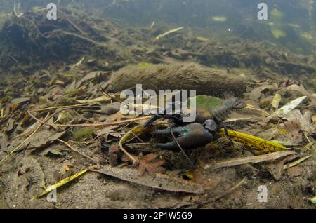 American Signal Crayfish (Pacifastacus leniusculus) introduced species, adult, on riverbed in river habitat, Moss Brook, Northeast Derbyshire Stock Photo