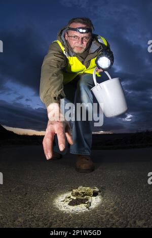 Common Toad (Bufo bufo) adult female, about to be rescued from road by member of 'Toad Patrol', near Osmotherley, Cod Beck Reservoir, North York Stock Photo