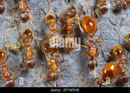 Red garden ant, Red yellow knot ant (Myrmica rubra), Red garden ants, Red yellow knot ants, Other animals, Insects, Animals, Ants, Red ant adult Stock Photo