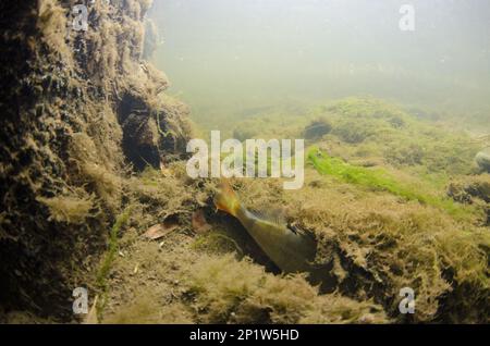 European Perch (Perca fluviatilis) adult, hiding on riverbed, River Leen, Nottingham, Nottinghamshire, England, United Kingdom Stock Photo