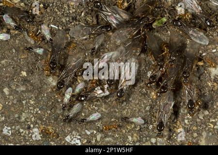 Red Ant (Myrmica rubra) adult workers and winged males and females, group emerging from nest in garden, Dorset, England, United Kingdom Stock Photo