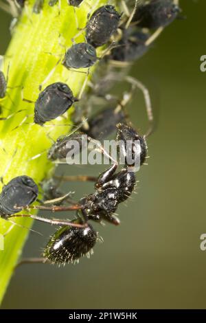Horse Ant, Wood Ant, Other Animals, Insects, Animals, Ants, Carpenter carpenter ant (Camponotus piceus) adult worker, tending aphids on stem, Causse Stock Photo