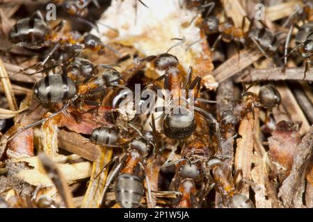 Hairy Wood Ant (Formica lugubis) adult workers, group on nest mound, Shropshire, England, United Kingdom Stock Photo