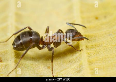 Hairy Wood Ant (Formica lugubis) adult worker, standing on leaf, Shropshire, England, United Kingdom Stock Photo