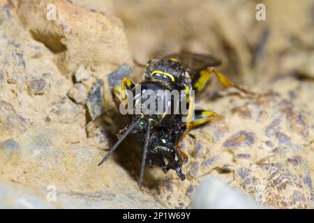 Field Digger Wasp (Mellinus arvensis) adult female, feeding on fly prey, Powys, Wales, United Kingdom Stock Photo