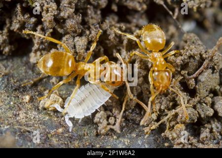 Ant Woodlouse (Platyarthrus hoffmannseggi) adult, with Yellow Meadow Ant (Lasius flavus) adult workers, in nest, Powys, Wales, United Kingdom Stock Photo