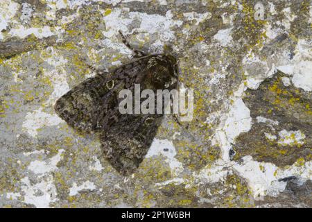 Coronet (Craniophora ligustri) adult, resting on stone wall, Powys, Wales, United Kingdom Stock Photo
