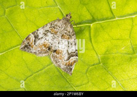 Dark Marbled Carpet (Dysstroma citrata) adult, resting on leaf, Powys, Wales, United Kingdom Stock Photo