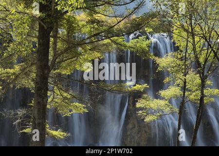 View of waterfall between trees, Nuorilang Falls, Shuzheng Valley, Jiuzhaigou N.P., Min Mountains, Tibetan Qiang Aba Autonomous Prefecture, Sichuan Stock Photo