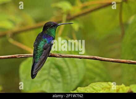 Violet-crowned Woodnymph (Thalurania colombica townsendi) adult male, perched on twig, Pico Bonito, Honduras Stock Photo