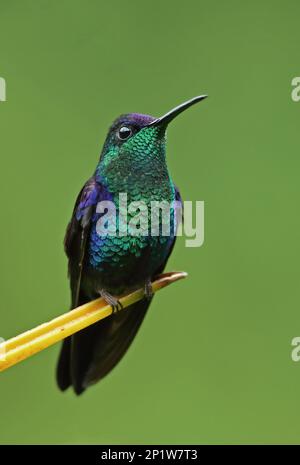 Violet-crowned Woodnymph (Thalurania colombica townsendi) adult male, perched on (heliconia) flower, Pico Bonito, Honduras Stock Photo